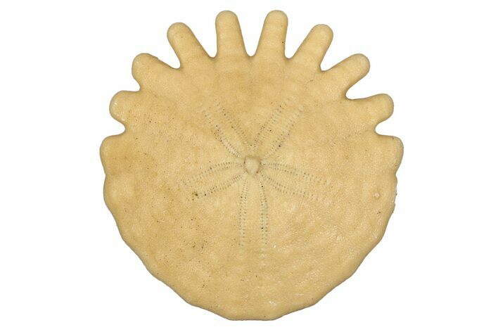 Fossil Sand Dollar (Heliophora) - Boujdour Province, Morocco #347914